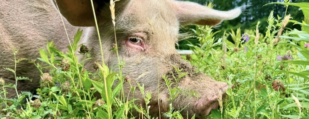 Solstice at the Sanctuary